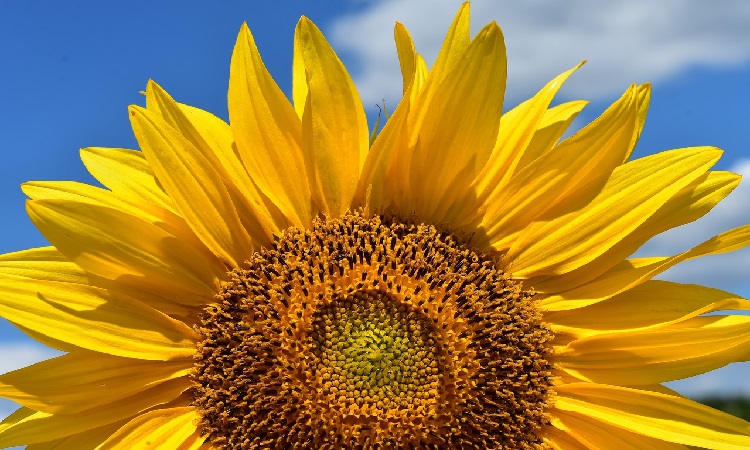 three quarters of the face of a sunflower against a light blue sky with clouds